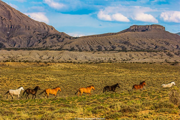 Native Horse